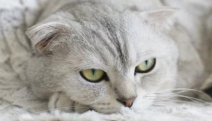 华体会平台-里奇·麦考退役后，仍然以不同身份支持新西兰橄榄球，nba麦克里兰