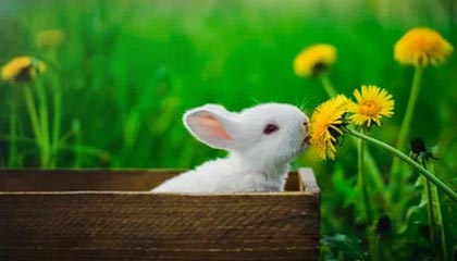 华体会平台-里奇·麦考退役后，仍然以不同身份支持新西兰橄榄球，nba麦克里兰